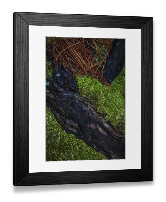 Framed Print : USA, New Jersey, Pine Barrens National Preserve. Close-up of log and pine needles