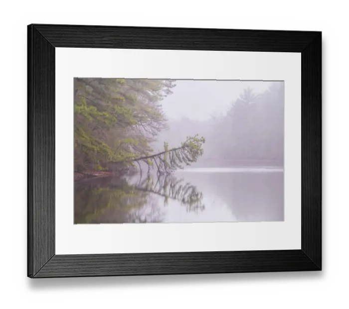 Framed Print : USA, New Jersey, Pine Barrens National Preserve. Foggy forest landscape reflects in lake Framed Print : USA, New Jersey, Pine Barrens National Preserve. Foggy forest landscape reflects in lake