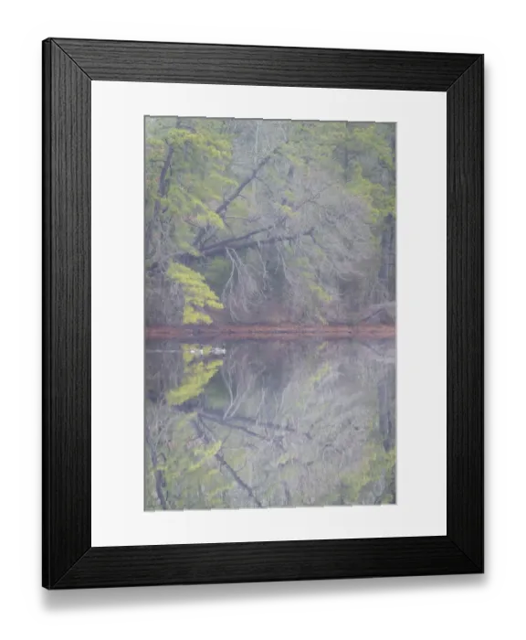 Framed Print : USA, New Jersey, Pine Barrens National Preserve. Foggy forest landscape reflects in lake Framed Print : USA, New Jersey, Pine Barrens National Preserve. Foggy forest landscape reflects in lake