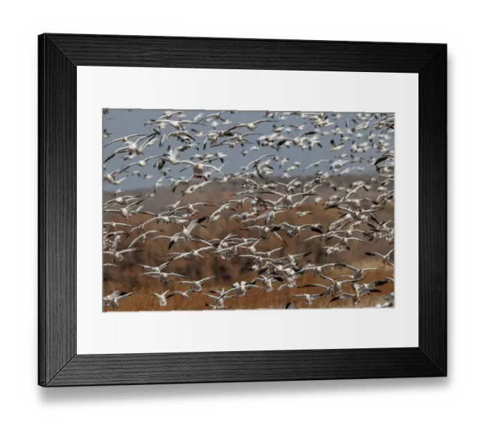 Framed Print : Snow geese flying. Bosque del Apache National Wildlife Refuge, New Mexico Framed Print : Snow geese flying. Bosque del Apache National Wildlife Refuge, New Mexico