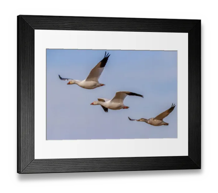 Framed Print : Snow geese flying. Bosque del Apache National Wildlife Refuge, New Mexico Framed Print : Snow geese flying. Bosque del Apache National Wildlife Refuge, New Mexico