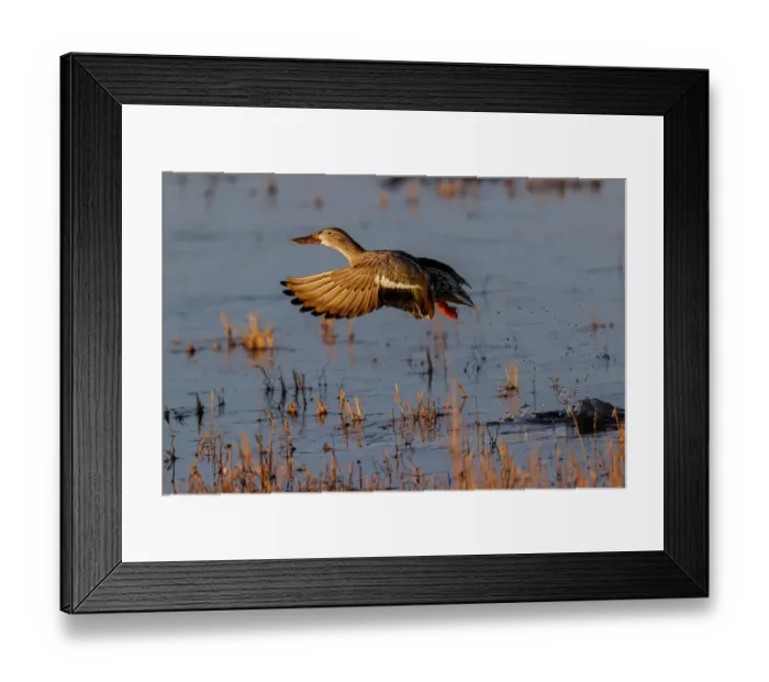 Framed Print : Female Northern shoveler flying. Bosque del Apache National Wildlife Refuge, New Mexico Framed Print : Female Northern shoveler flying. Bosque del Apache National Wildlife Refuge, New Mexico