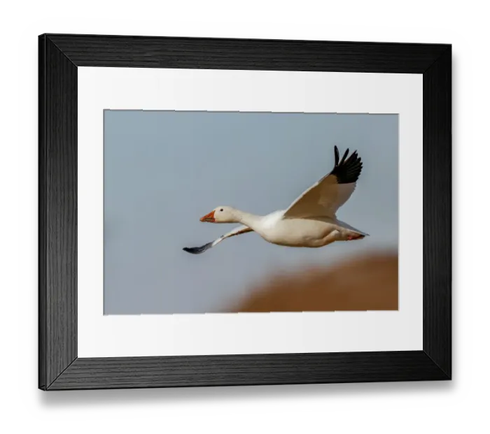 Framed Print : Snow geese flying. Bosque del Apache National Wildlife Refuge, New Mexico Framed Print : Snow geese flying. Bosque del Apache National Wildlife Refuge, New Mexico