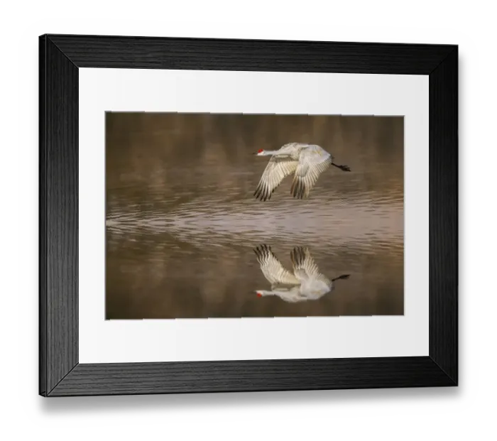 Framed Print : Sandhill crane flying. Bosque del Apache National Wildlife Refuge, New Mexico Framed Print : Sandhill crane flying. Bosque del Apache National Wildlife Refuge, New Mexico