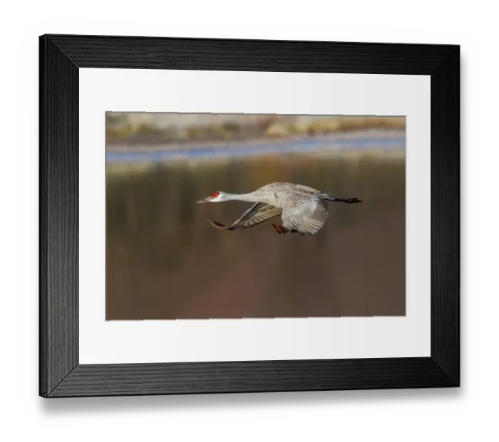 Framed Print : Sandhill crane flying. Bosque del Apache National Wildlife Refuge, New Mexico Framed Print : Sandhill crane flying. Bosque del Apache National Wildlife Refuge, New Mexico