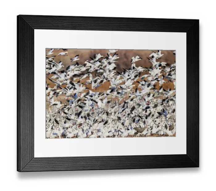 Framed Print : Snow geese flying. Bosque del Apache National Wildlife Refuge, New Mexico Framed Print : Snow geese flying. Bosque del Apache National Wildlife Refuge, New Mexico