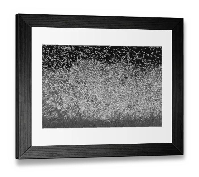 Framed Print : Large murmuration of female and juvenile red-winged blackbirds. Bosque del Apache National Wildlife Refuge, New Mexico Framed Print : Large murmuration of female and juvenile red-winged blackbirds. Bosque del Apache National Wildlife Refuge, New Mexico