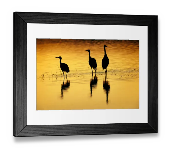 Framed Print : Sandhill cranes silhouetted at sunset. Bosque del Apache National Wildlife Refuge, New Mexico