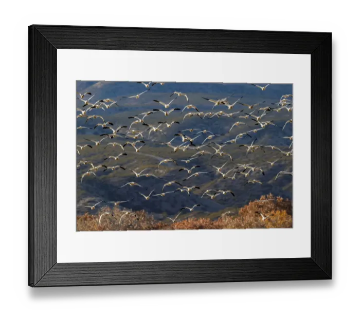 Framed Print : Snow geese flying. Bosque del Apache National Wildlife Refuge, New Mexico