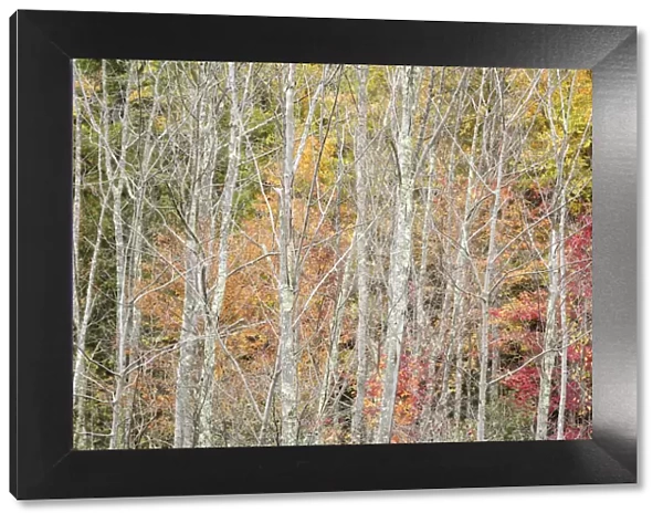 USA, New York, Adirondacks. Keene, autumn foliage past peak