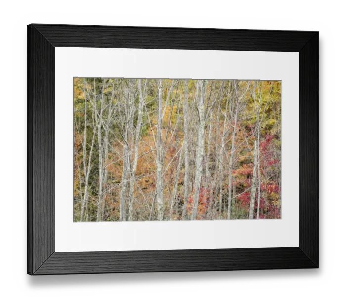 Framed Print : USA, New York, Adirondacks. Keene, autumn foliage past peak Framed Print : USA, New York, Adirondacks. Keene, autumn foliage past peak