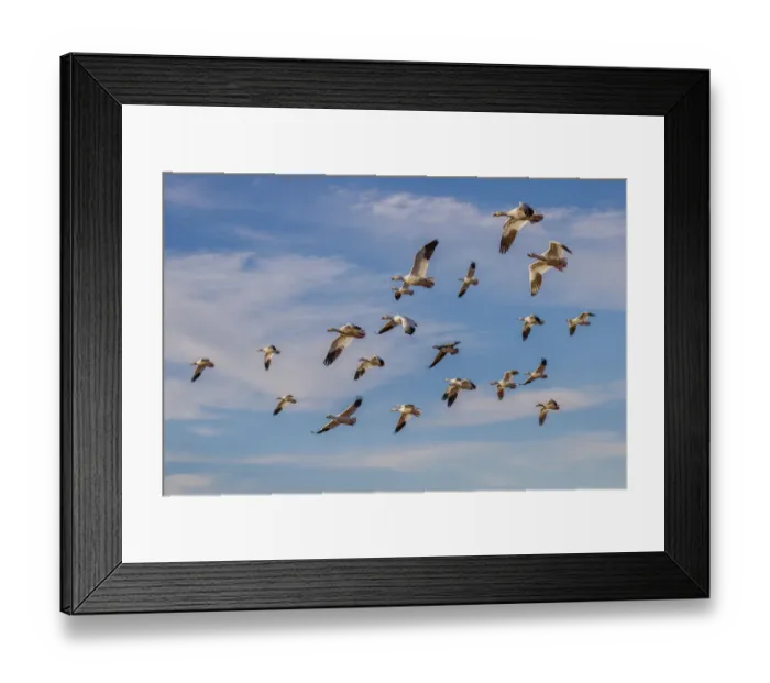 Framed Print : Snow geese flying. Bosque del Apache National Wildlife Refuge, New Mexico Framed Print : Snow geese flying. Bosque del Apache National Wildlife Refuge, New Mexico