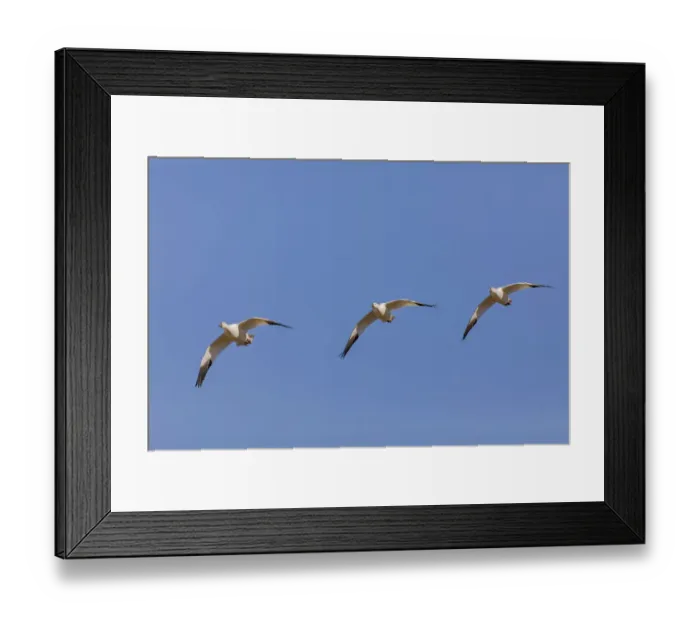 Framed Print : Snow geese flying. Bosque del Apache National Wildlife Refuge, New Mexico