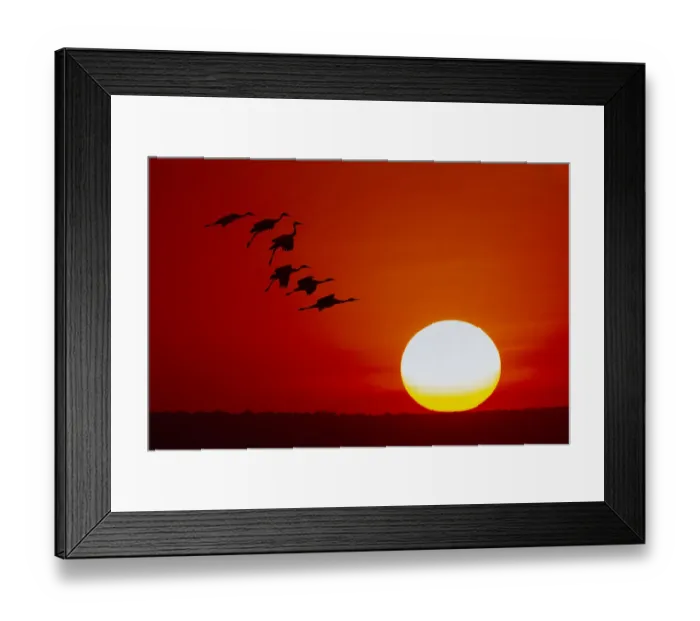 Framed Print : Sandhill cranes silhouetted flying at sunset. Bosque del Apache National Wildlife Refuge, New Mexico Framed Print : Sandhill cranes silhouetted flying at sunset. Bosque del Apache National Wildlife Refuge, New Mexico