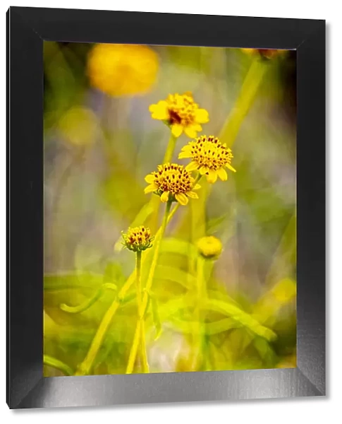 USA, New Mexico, Alamogordo. Close-up of wildflowers