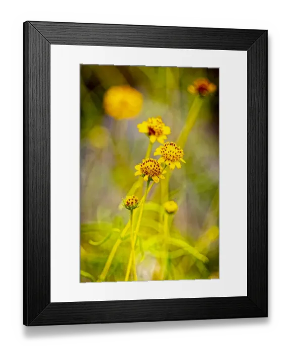 Framed Print : USA, New Mexico, Alamogordo. Close-up of wildflowers Framed Print : USA, New Mexico, Alamogordo. Close-up of wildflowers