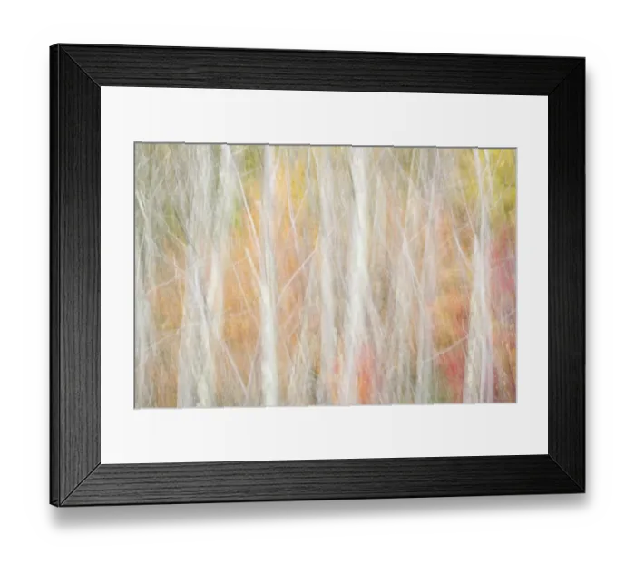 Framed Print : USA, New York, Adirondacks. Keene, abstract of autumn foliage and bare trees Framed Print : USA, New York, Adirondacks. Keene, abstract of autumn foliage and bare trees