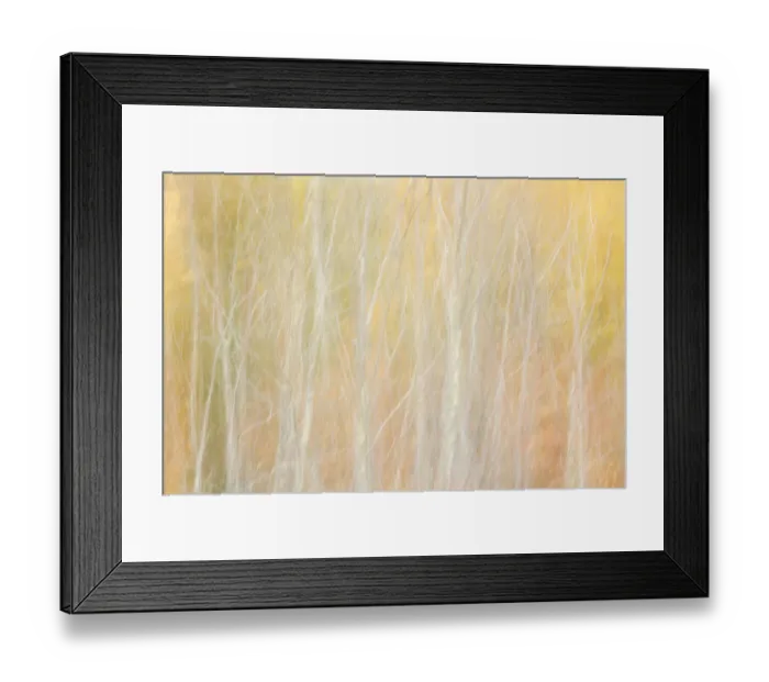 Framed Print : USA, New York, Adirondacks. Keene, abstract of autumn foliage and bare trees Framed Print : USA, New York, Adirondacks. Keene, abstract of autumn foliage and bare trees