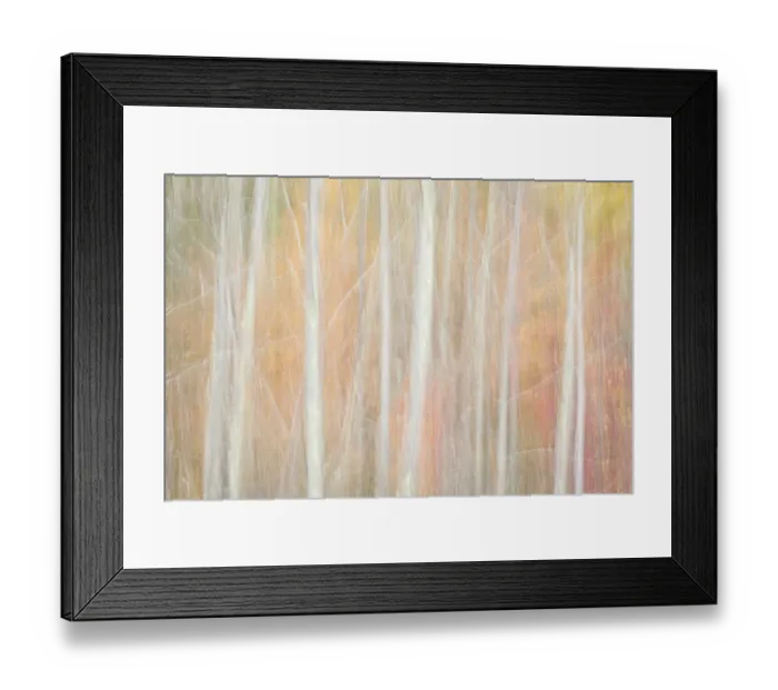 Framed Print : USA, New York, Adirondacks. Keene, abstract of autumn foliage and bare trees Framed Print : USA, New York, Adirondacks. Keene, abstract of autumn foliage and bare trees