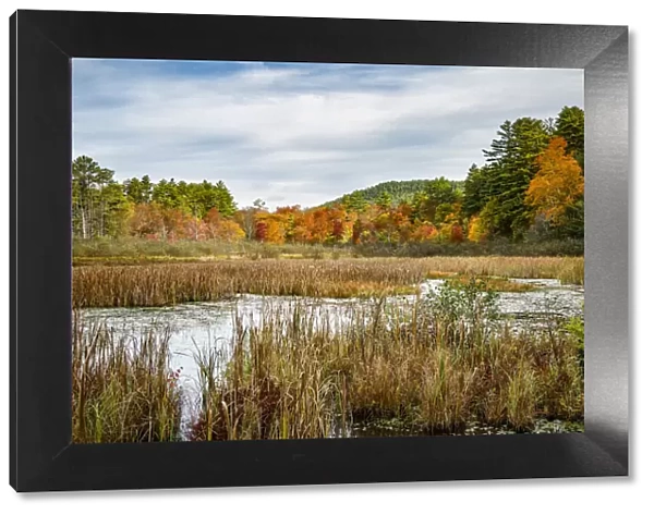 USA, New York, Adirondacks. Bolton Landing, forest preserve marsh near Lake George