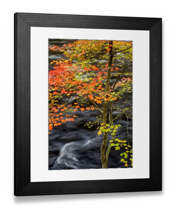 Framed Print : USA, New York, Adirondacks. Long Lake, young maple beside the Raquette River Framed Print : USA, New York, Adirondacks. Long Lake, young maple beside the Raquette River