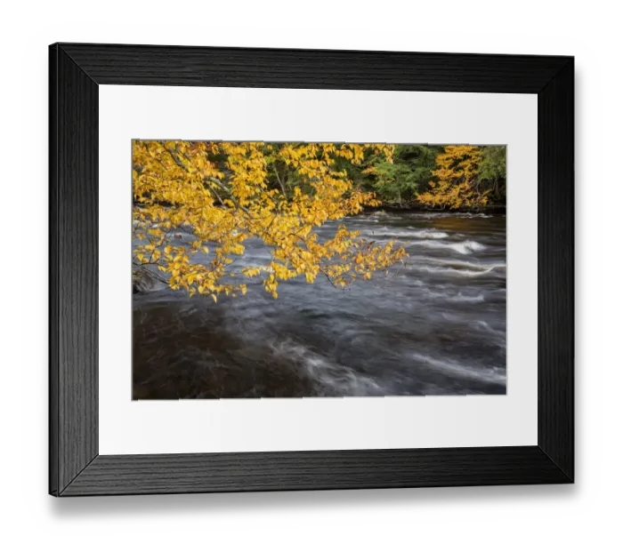 Framed Print : USA, New York, Adirondacks. Long Lake, yellow foliage along the Raquette River at Forked Lake Framed Print : USA, New York, Adirondacks. Long Lake, yellow foliage along the Raquette River at Forked Lake