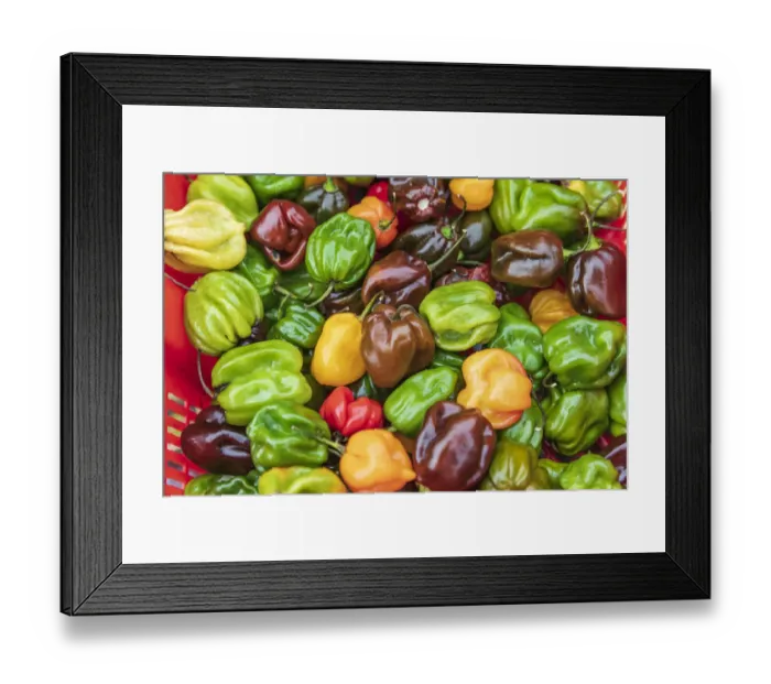 Framed Print : The Bronx, New York, USA. Multi colored bell peppers for sale Framed Print : The Bronx, New York, USA. Multi colored bell peppers for sale
