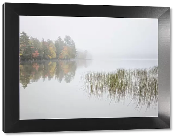 USA, New York, Adirondacks. Long Lake, reeds, fog, and fall foliage at Eaton Lake