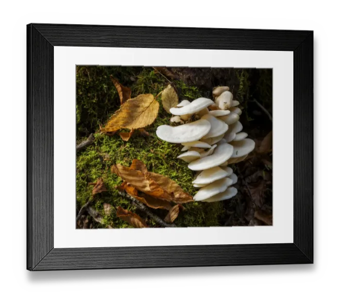 Framed Print : USA, New York, Adirondacks. Long Lake, fungi growing at base of tree next to Forked Lake