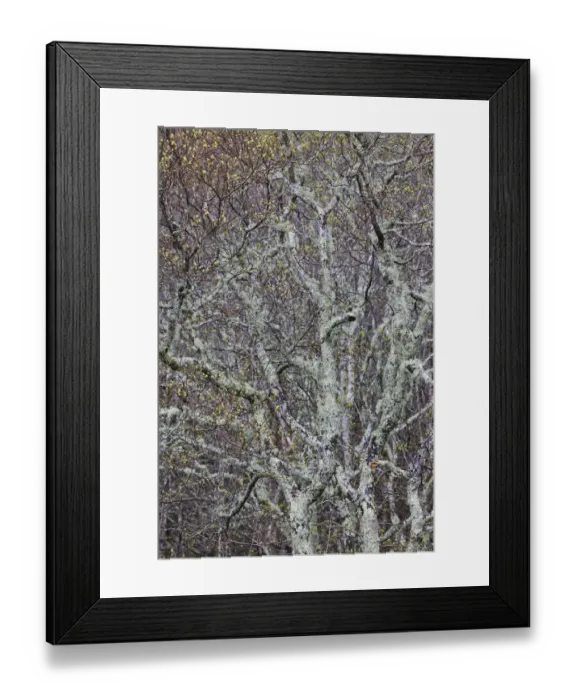 Framed Print : Lichen covered trees at high elevation, Great Smoky Mountains National Park, North Carolina