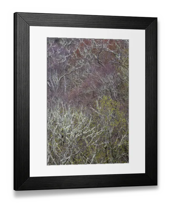 Framed Print : Lichen covered trees at high elevation, Great Smoky Mountains National Park, North Carolina Framed Print : Lichen covered trees at high elevation, Great Smoky Mountains National Park, North Carolina