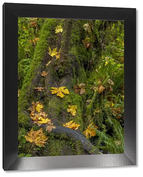 Bigtooth Maple leaves in autumn along Munson Creek near Tillamook, Oregon, USA