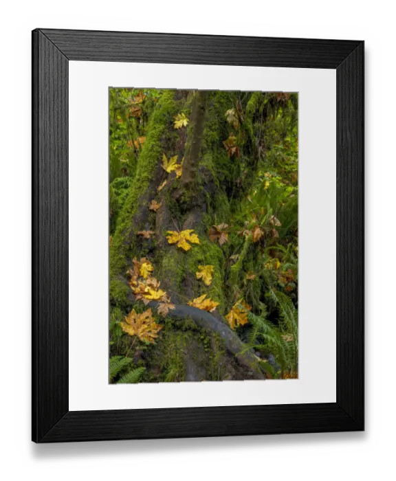 Framed Print : Bigtooth Maple leaves in autumn along Munson Creek near Tillamook, Oregon, USA