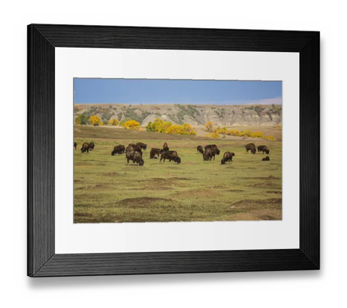 Framed Print : Theodore Roosevelt National Park, North Dakota, USA. American Bison calves