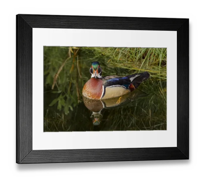 Framed Print : Male wood duck and reflection, Ohio Framed Print : Male wood duck and reflection, Ohio