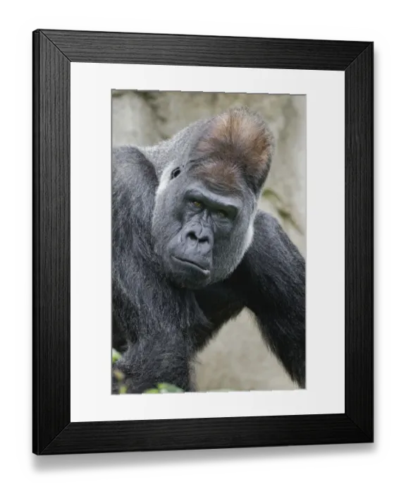 Framed Print : Western Gorilla, Cincinnati Zoo Framed Print : Western Gorilla, Cincinnati Zoo