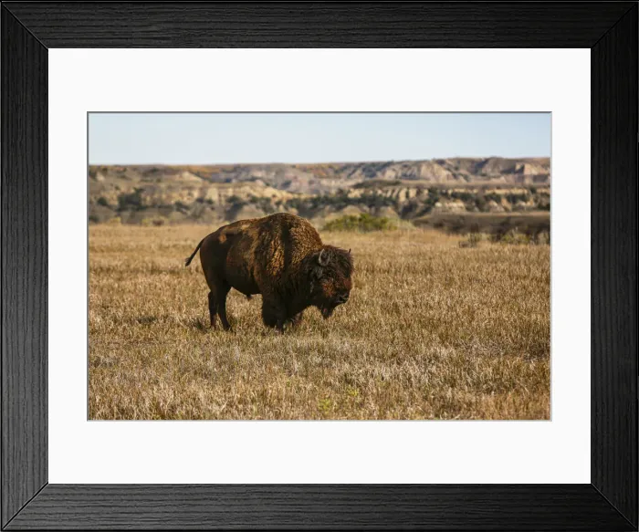 Framed Print : Theodore Roosevelt National Park, North Dakota, USA. Badlands bison Framed Print : Theodore Roosevelt National Park, North Dakota, USA. Badlands bison