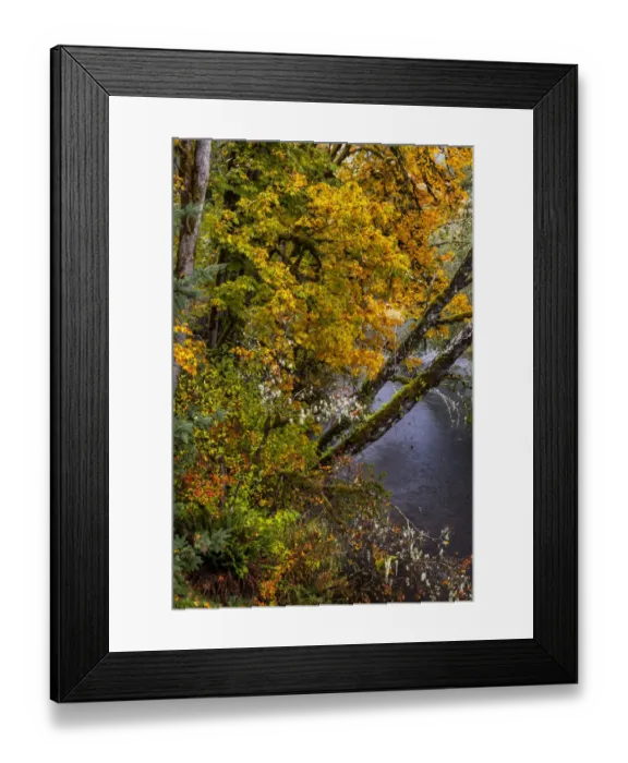 Framed Print : Colorful autumn maples along Humbug Creek in Clatsop County, Oregon, USA Framed Print : Colorful autumn maples along Humbug Creek in Clatsop County, Oregon, USA
