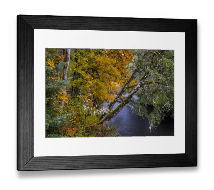 Framed Print : Colorful autumn maples along Humbug Creek in Clatsop County, Oregon, USA Framed Print : Colorful autumn maples along Humbug Creek in Clatsop County, Oregon, USA