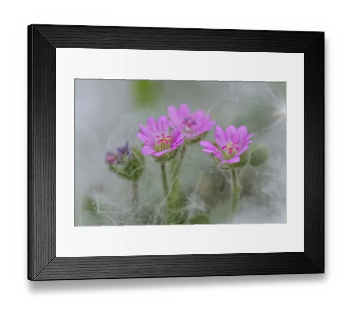 Framed Print : Doves Foot Geranium, Geranium molle, Columbia River Gorge, Oregon