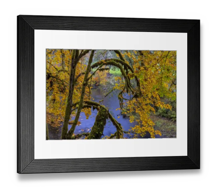 Framed Print : Colorful autumn maples along Humbug Creek in Clatsop County, Oregon, USA Framed Print : Colorful autumn maples along Humbug Creek in Clatsop County, Oregon, USA