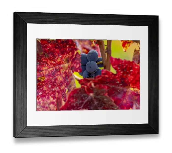 Framed Print : Mature pinot noir grapes on the vine at Yamhill Valley Vineyards near McMinnville, Oregon, USA