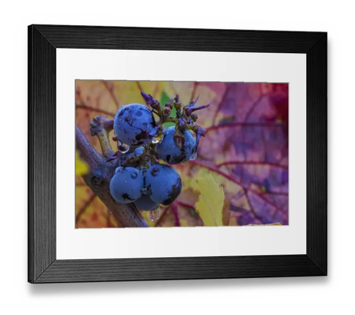 Framed Print : Ripe Pinot Noir grapes on the vine at Yamhill Valley Winery in McMinnville, Oregon, USA