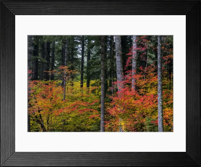 Framed Print : Vine Maple trees in autumn at Silver Falls State Park near Silverton, Oregon, USA