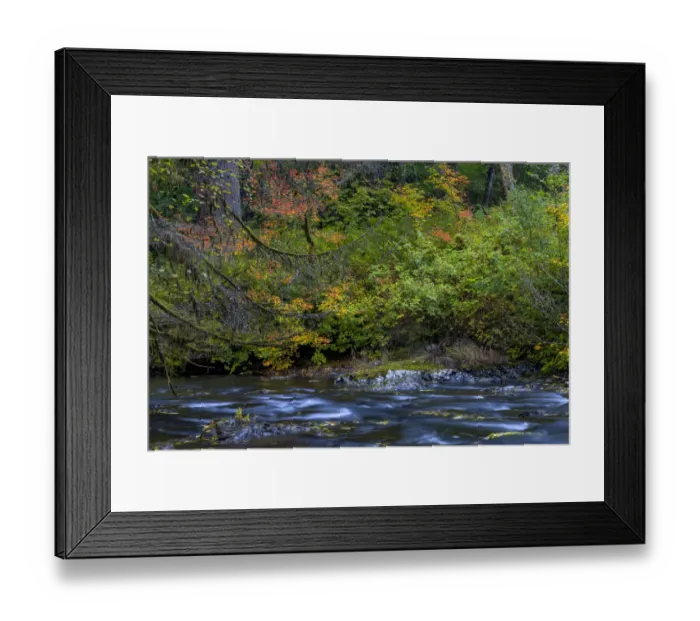Framed Print : Vine maple in autumn over the North Fork of Silver Creek at Silver Falls State Park near Sublimity, Oregon, USA Framed Print : Vine maple in autumn over the North Fork of Silver Creek at Silver Falls State Park near Sublimity, Oregon, USA