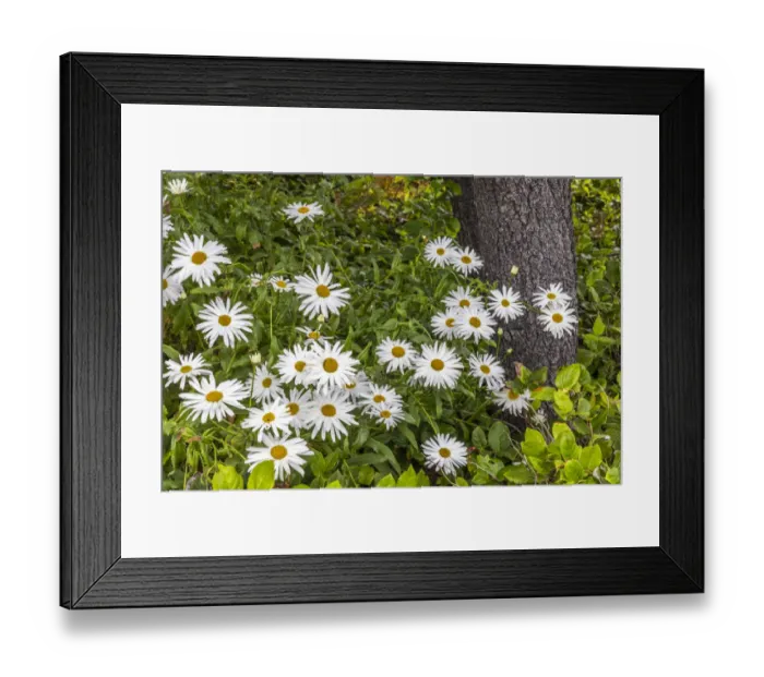 Framed Print : Usa, Oregon, Yachats. Plantings Framed Print : Usa, Oregon, Yachats. Plantings