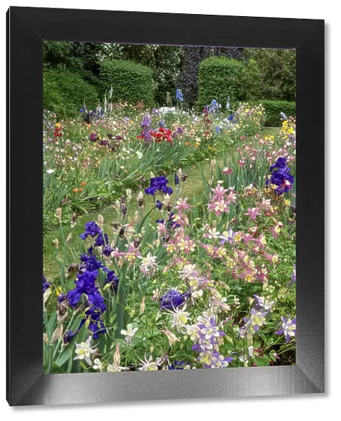 Columbine and Iris garden, Schreiner Iris Gardens, Salem, Oregon