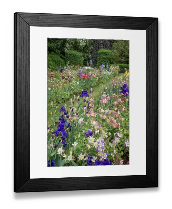 Framed Print : Columbine and Iris garden, Schreiner Iris Gardens, Salem, Oregon Framed Print : Columbine and Iris garden, Schreiner Iris Gardens, Salem, Oregon