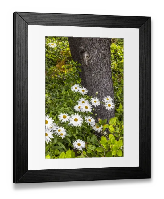 Framed Print : Usa, Oregon, Yachats. Plantings Framed Print : Usa, Oregon, Yachats. Plantings