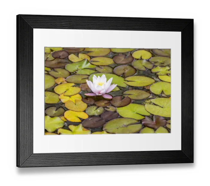 Framed Print : Usa, Oregon, Coos Bay. Shore Acres State Park Framed Print : Usa, Oregon, Coos Bay. Shore Acres State Park